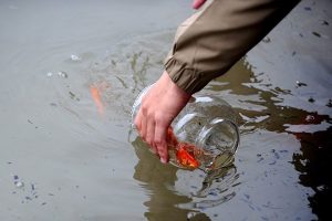 Ý nghĩa của việc thả cá chép trong lễ cúng Táo quân